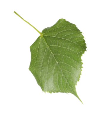 Bir yeşil ıhlamur yaprağı beyazda izole