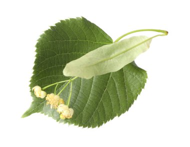 Güzel çiçekli ve beyaz yapraklı ıhlamur dalı