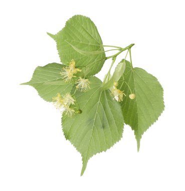 Güzel çiçekli ve beyaz yapraklı ıhlamur dalı