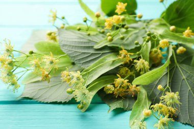 Çiçekli ıhlamur dalları ve turkuaz ahşap masa üzerinde yeşil yapraklar, yakın plan.