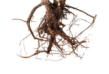 Kökleri beyaza ayrılmış bir bitki.