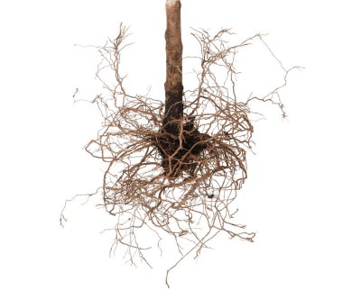 Kökleri beyaza ayrılmış bir bitki.