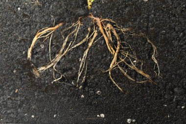 Toprakta kökü olan bitki, üst görünüm