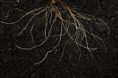 Toprakta kökü olan bitki, üst görünüm