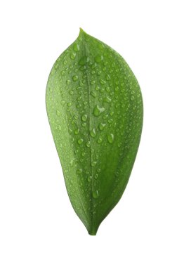 Beyaz üzerinde su damlaları olan bir Ruscus yaprağı