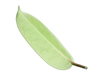 Bir yeşil yasemin yaprağı beyaza izole edilmiş.