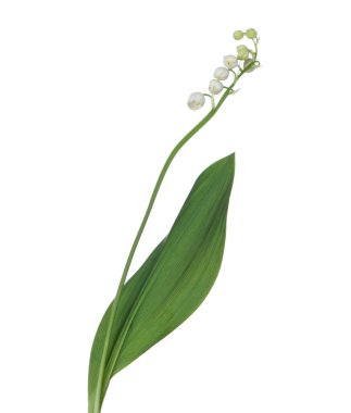 Vadinin güzel kokulu çiçekleri beyazlar üzerinde izole edilmiş.