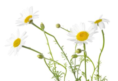 Bir sürü güzel papatya çiçeği beyaz üzerine izole edilmiş.