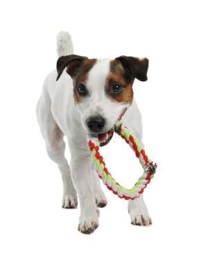 Beyaz arka planda oyuncakla oynayan sevimli bir köpek. Sevimli hayvan