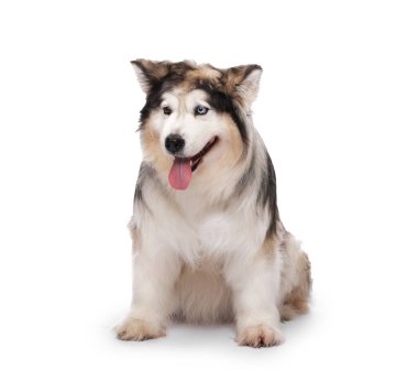 Beyaz arka planda güzel Alaska malamute köpeği