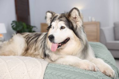 Evdeki yatakta sevimli Alaska köpeği var.