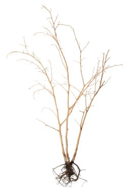 Kökleri beyaza ayrılmış bir bitki.