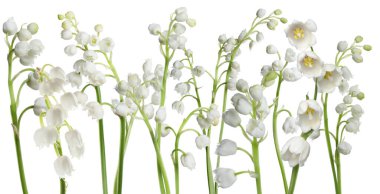 Beyaz arka planda vadi çiçekleri kokulu zambaklar.