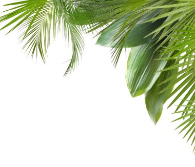 Beyaz arka planda taze yeşil tropikal yapraklar