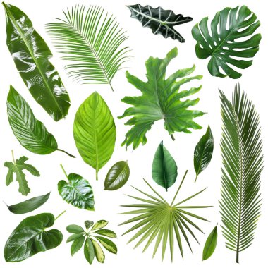 Birçok farklı tropikal yaprak beyaz üzerine izole, set