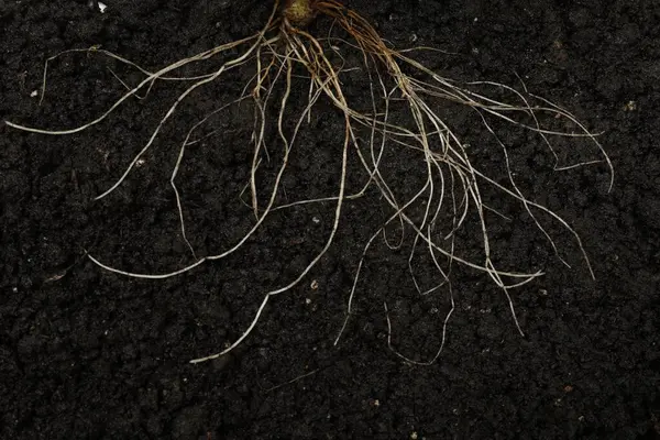 Toprakta kökü olan bitki, üst görünüm