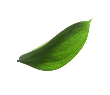 One fresh green Ruscus leaf isolated on white