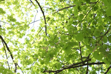 Arka planda yeşil yapraklı güzel ağaç taç, alçak açı manzaralı.