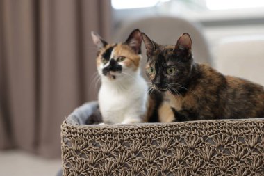 Evde sepetteki şirin yavru domuzlar, seçici bir odak noktası.