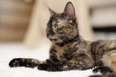 Evde yerde sevimli bir kedi yavrusu, yakın plan.