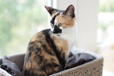 Evdeki pencere pervazında sepetlenmiş şirin bir yavru kedi.