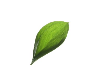 One fresh green Ruscus leaf isolated on white
