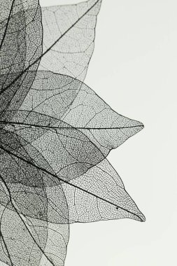 Işık arka planında güzel iskelet yaprakları, makro görünüm