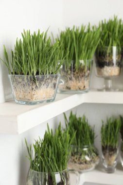 Raflardaki şeffaf çömleklerdeki buğday çimenleri, ışık duvarı yakınında, yakın plan.