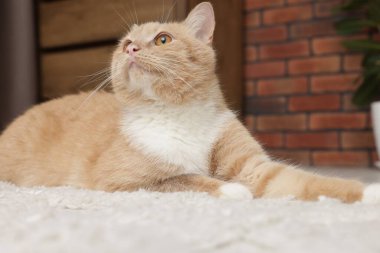 Evde yerde yatan sevimli kızıl kedi.