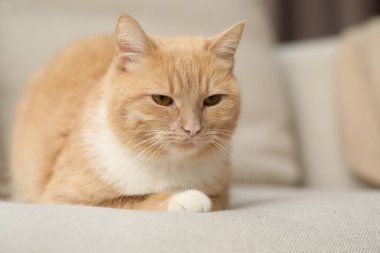 Evdeki kanepede yatan sevimli kızıl kedi.