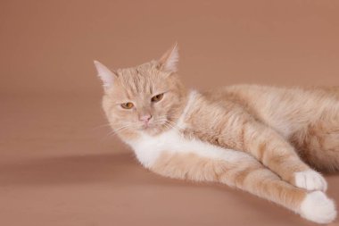 Bej arka planda sevimli bir kedi, metin için boşluk