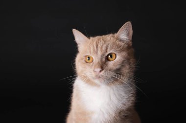 Siyah arka planda sevimli kızıl kedi, yakın plan.