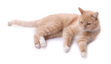 Beyaz arka planda sevimli kızıl kedi. Sevimli hayvan.