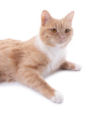 Beyaz arka planda dinlenen sevimli kızıl kedi.