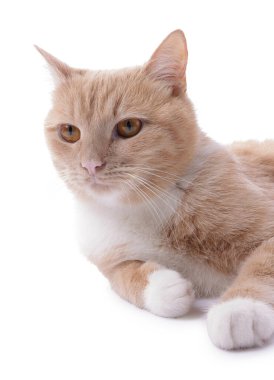 Beyaz arka planda sevimli kızıl kedi. Sevimli hayvan.
