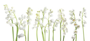 Beyaz arka planda vadi çiçekleri kokulu zambaklar.