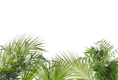 Beyaz arka planda taze yeşil tropikal yapraklar