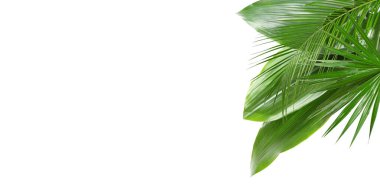 Beyaz arka planda taze yeşil tropikal yapraklar