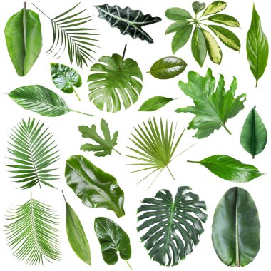 Birçok farklı tropikal yaprak beyaz üzerine izole, set