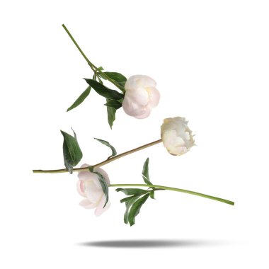 Beyaz arka planda havada güzel şakayıklar