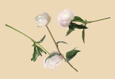 Bej arka planda havada güzel beyaz şakayıklar