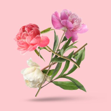 Pembe arka planda havada güzel şakayıklar