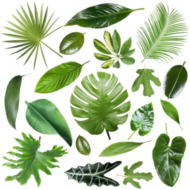 Birçok farklı tropikal yaprak beyaz üzerine izole, set