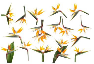 Beyaz arka planda tropikal çiçekler, kolaj