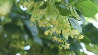 Yaprakları ve çiçekleri olan ıhlamur ağacı dalları, yakın plan. Kamera hareket ediyor