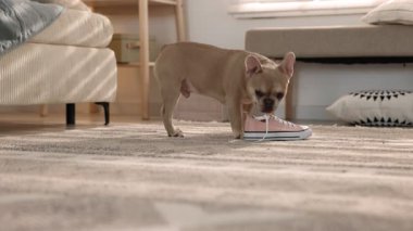 Sevimli Fransız bulldog köpeği içeride ayakkabıyla oynuyor.