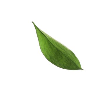 One fresh green Ruscus leaf isolated on white