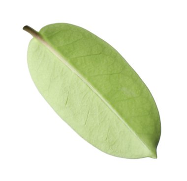 Bir yeşil yasemin yaprağı beyaza izole edilmiş.