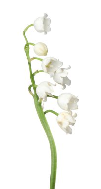 Vadinin güzel kokulu çiçekleri beyazlar üzerinde izole edilmiş.