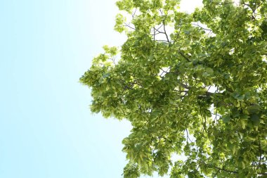 Mavi gökyüzünün altında yeşil yaprakları olan ağaç dalları, alçak açı. Metin için boşluk
